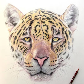 07-Leopard-Martin-Aveling-Animal-Portraits-www-designstack-co