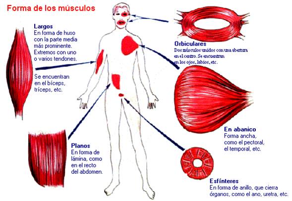 Deus Biologia: Músculos según su forma