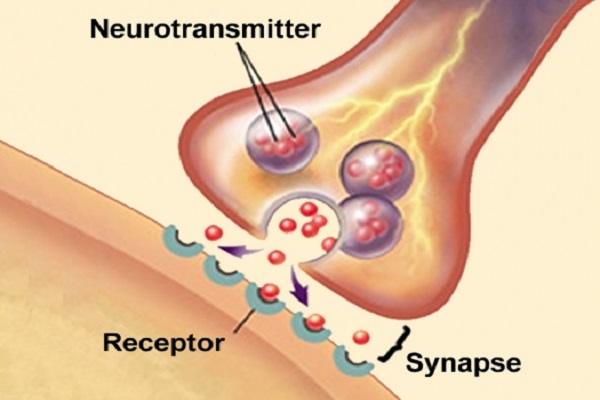 Macam – macam Neurotransmitter Otak Macam – macam Neurotransmitter Otak dan Fungsinya