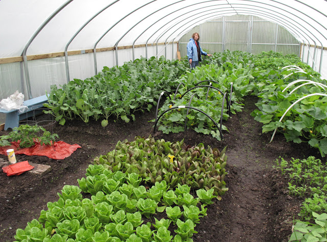Gardening, Kodiak, Kodiak Island, hoophouse, high tunnel, vegetables, garden, beds, agriculture