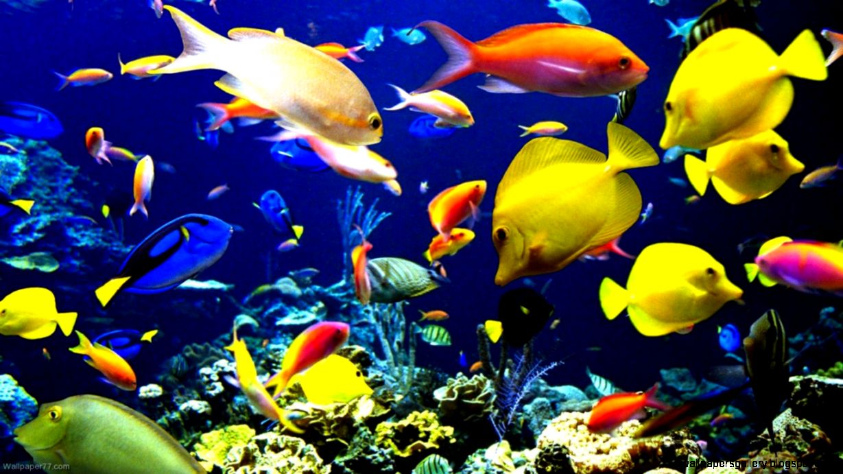 Underwater Fish Wallpaper
