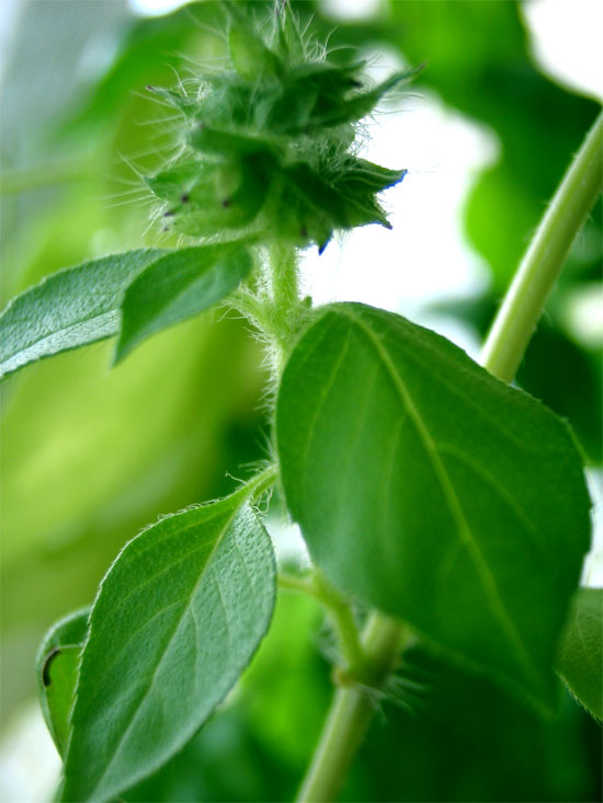 Natural Treatment For Labyrinthitis Otitis Interna