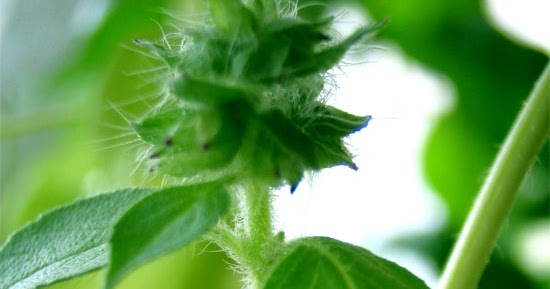 Natural Treatment For Labyrinthitis Otitis Interna