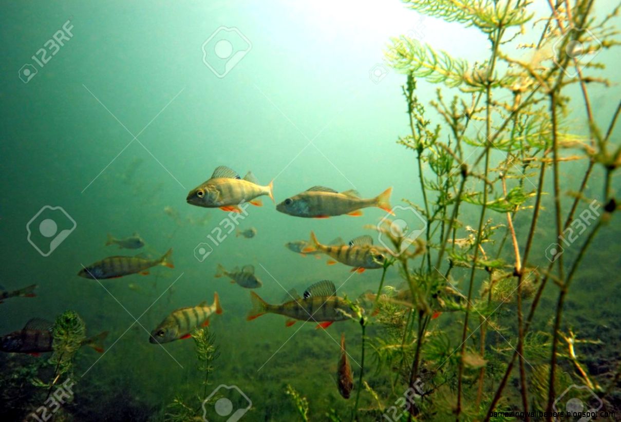 Shoal Of Perch In The Lake Stock Photo Picture And Royalty Free