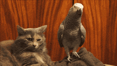 funny-gif-cat-parrot-leg-bothering.gif