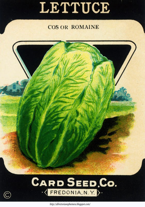 Cos or Romaine Lettuce Seeds All Victorian Ephemera