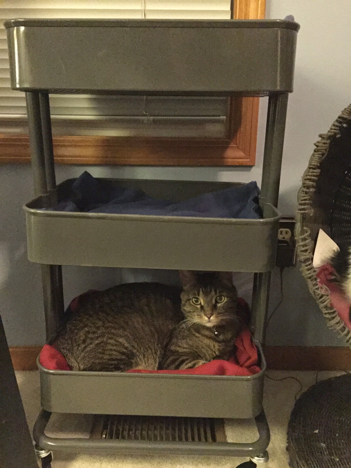 As the World Purrs Things I love IKEA Cat Bed Hack