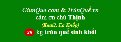 Trùn quế Ea Knốp