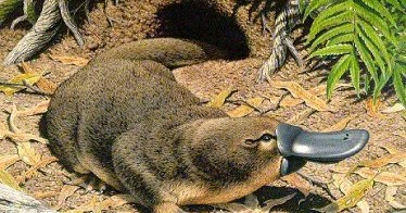 platypus te rapa