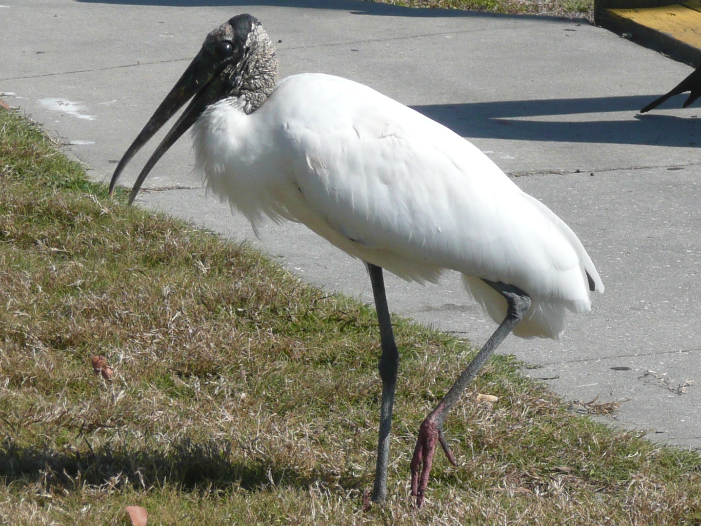 Florida Suncoast Birding Brewer's Blackbird Birding Central Florida