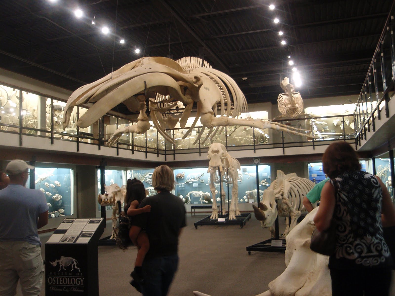 Mammalia Design Osteology Museum Oklahoma City
