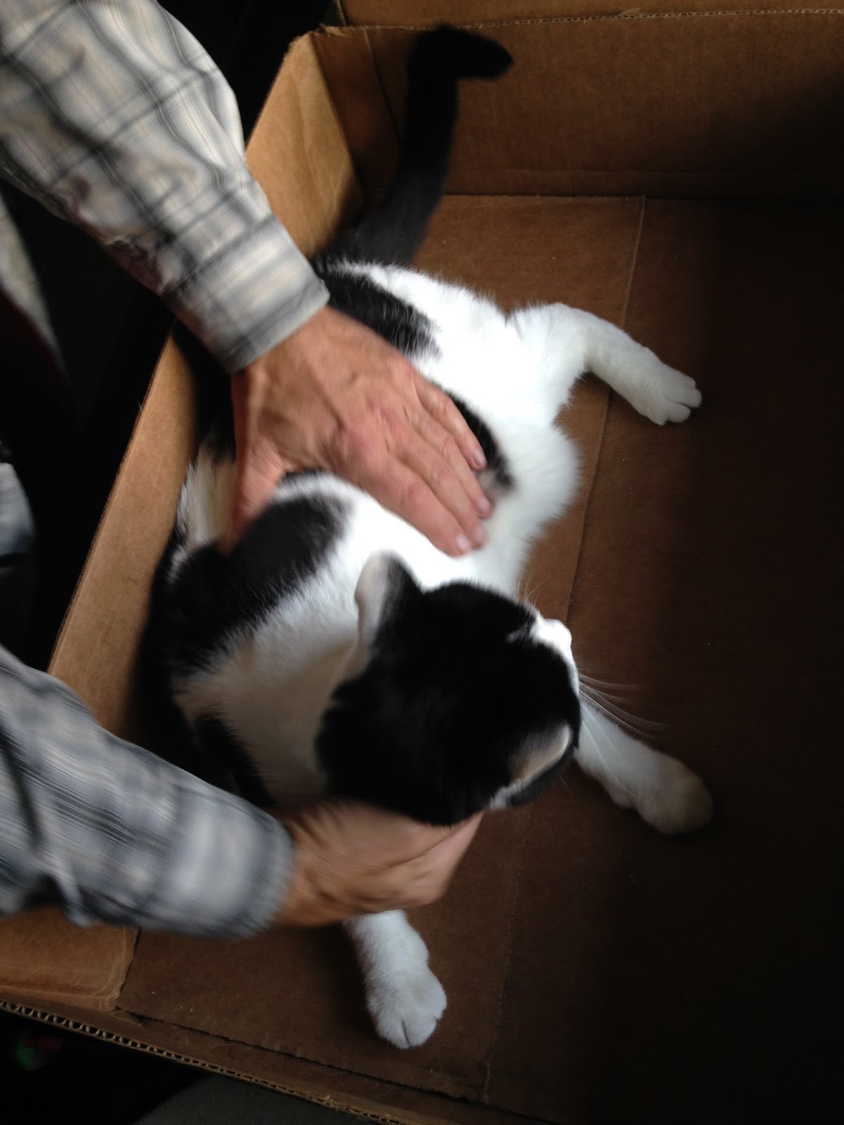 Eastside Cats Lesson The Fur Pull