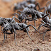 Τα μυρμήγκια-καταδρομείς δεν αφήνουν πίσω… τραυματίες