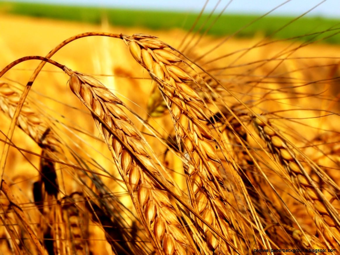 Download Wallpaper 1280x960 Field Ears Agriculture Crop Grain