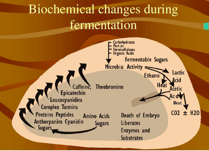 cpb_CocoaPinasBlogs Cacao Beans Fermentation process