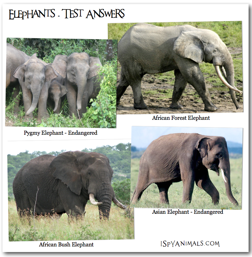 Elephant перевод. Elephant перевод. слово слон на английском. факты о слоне на английском языке. слон на английском с транскрипцией.