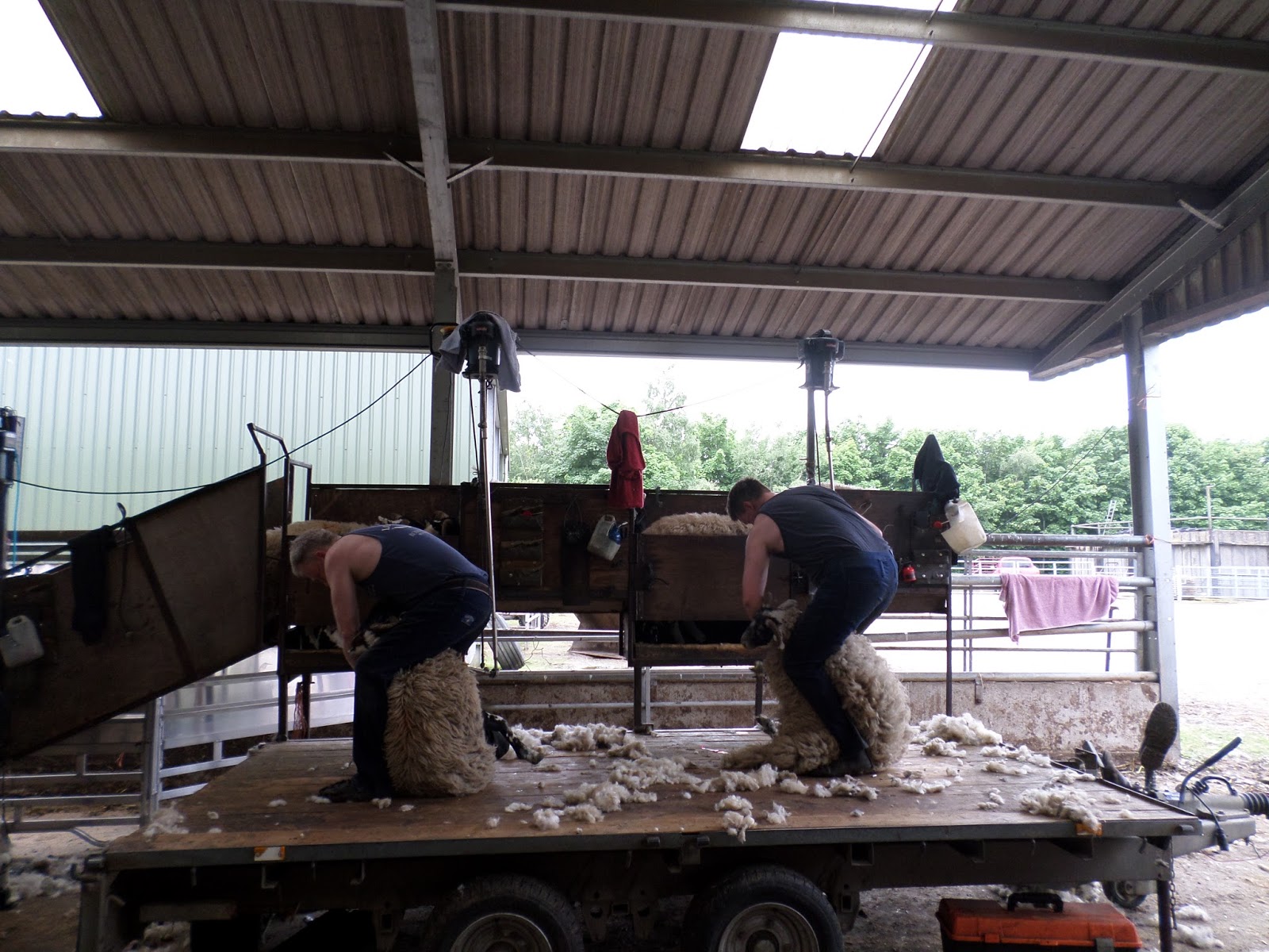 Orzechs, continued Sheep Shearing in Glenogil, Scotland