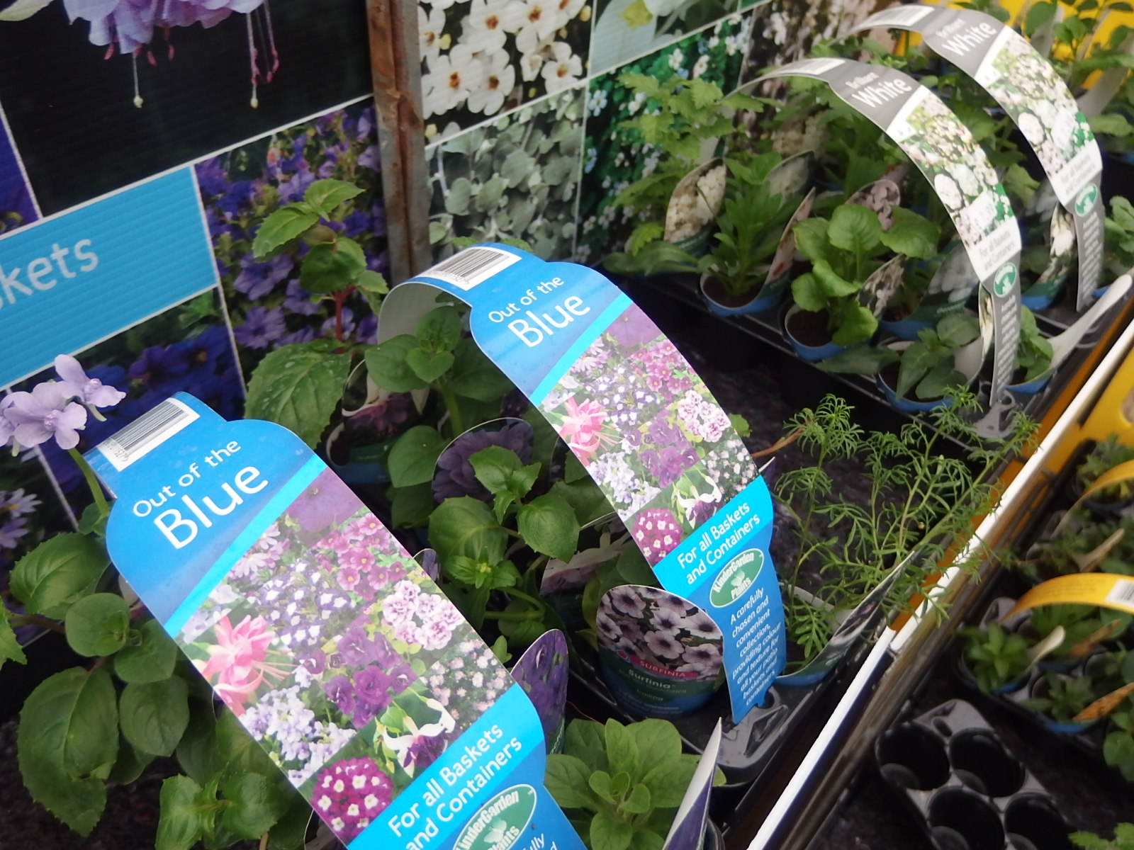 Plant Profiles Starter Plants