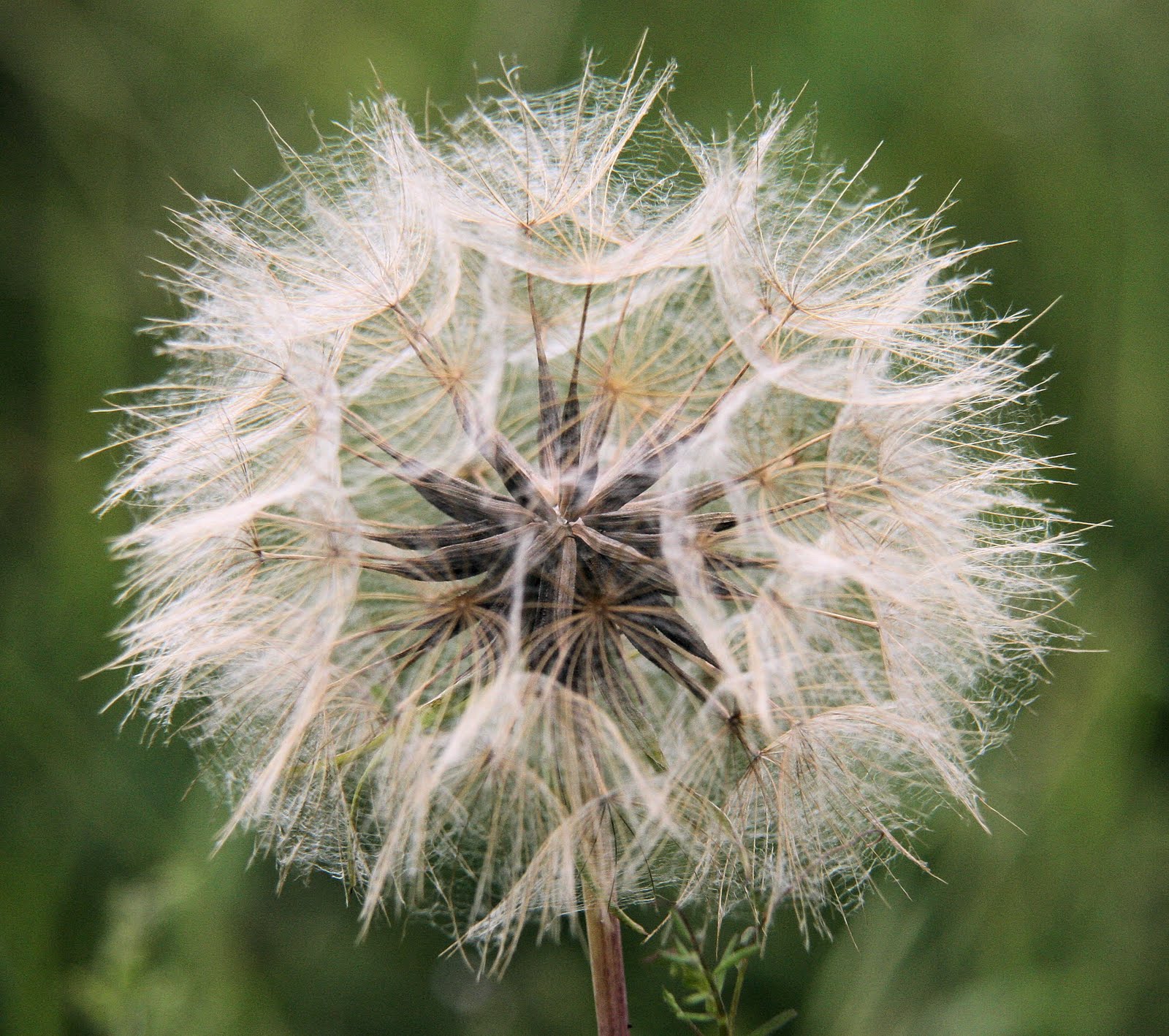 Birding with Flowers Final Brownfield Special