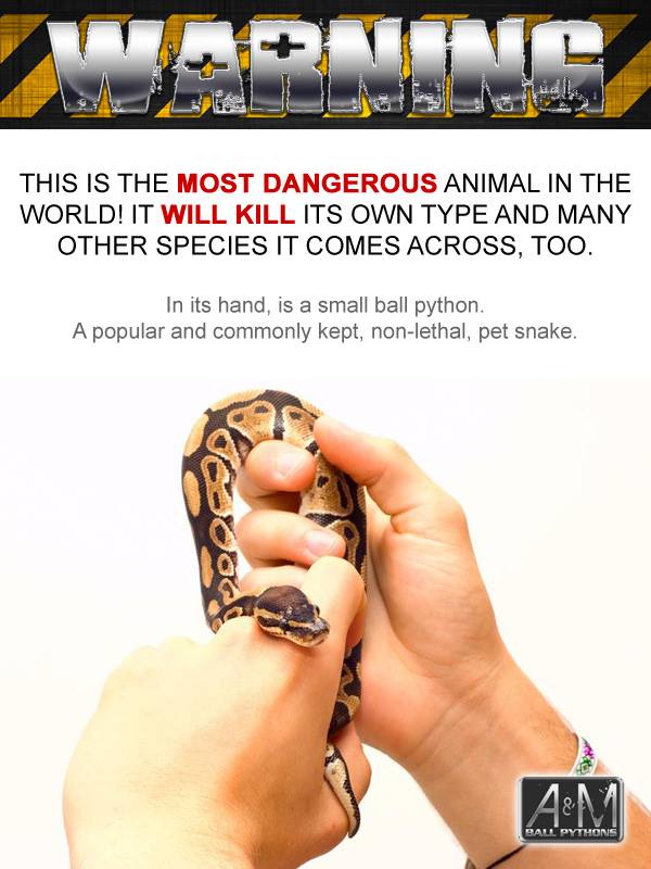 The Joys of Reptile Keeping and Awesome Reptiles Reptile Laws