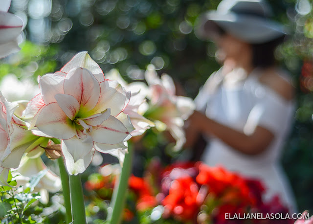 Singapore | Gardens by the Bay