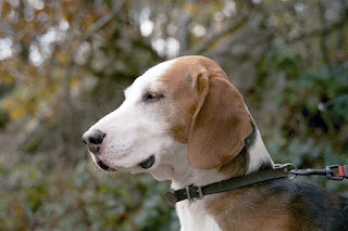 German Hound German Hound-pets-dogs-dog breeds