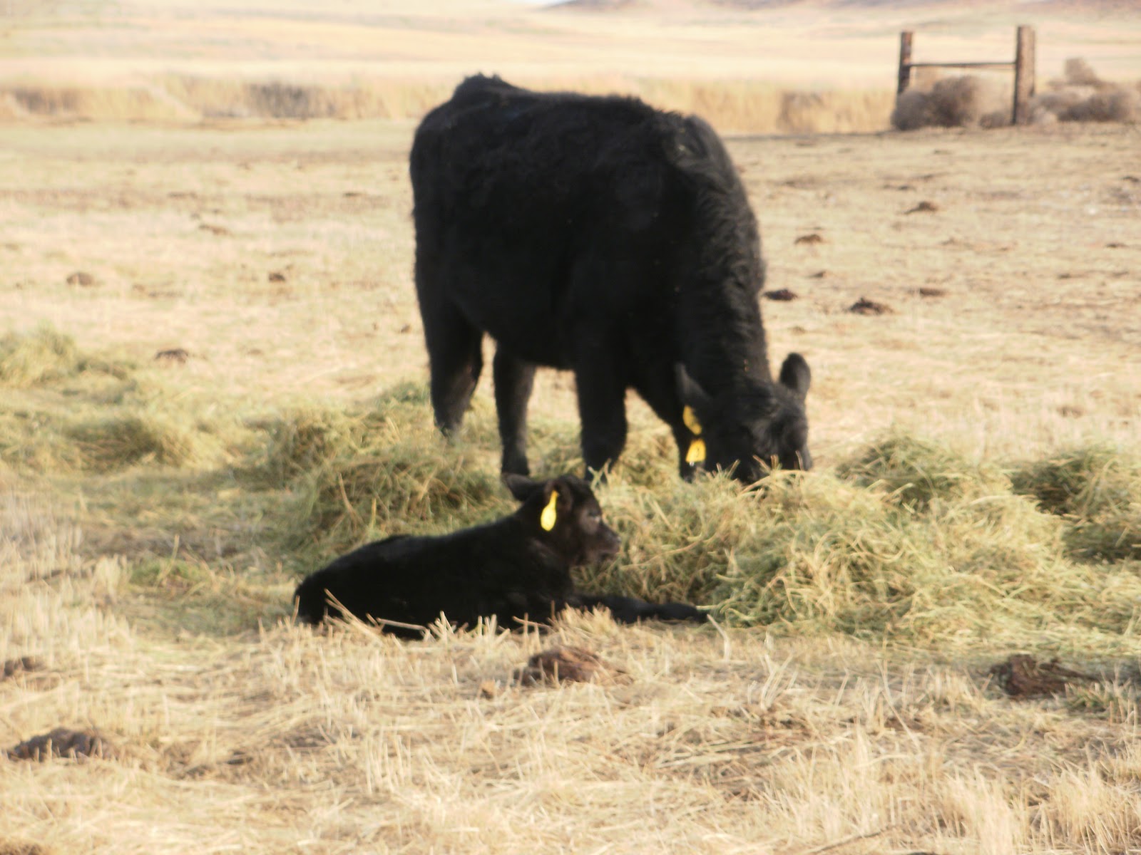 Montana Muses Babysitter Cows and Baby Calves