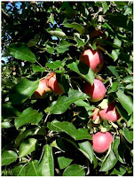 The Wonder of Runes: Runes 401 - Rune Rituals - Idunn for joy and vitality