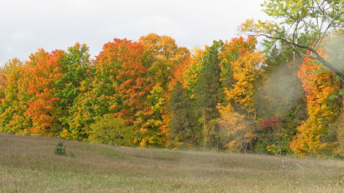 autumn colors