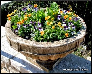 Autumn pansy urn