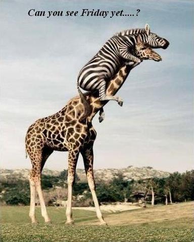 Zebra on Giraffe