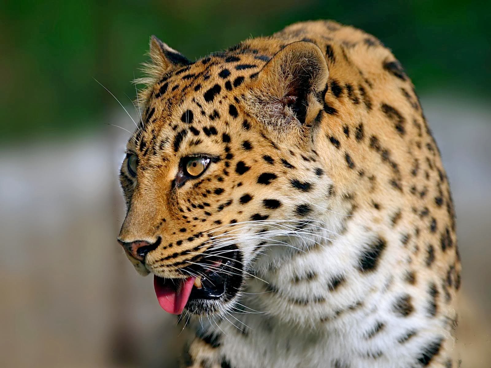 Animals of the world: Amur leopard