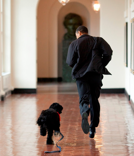 Obama Dog Portuguese Water Dog Dog Pictures