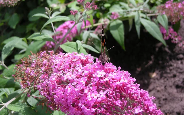 Foto van een vlinder op een roze vlinderstruik