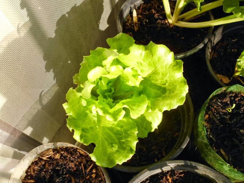 7 Vegetables that can grow well in 1 gallon containers Greens and