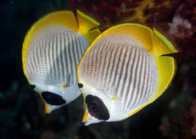 Los peces pueden reconocer rostros humanos, dice un estudio