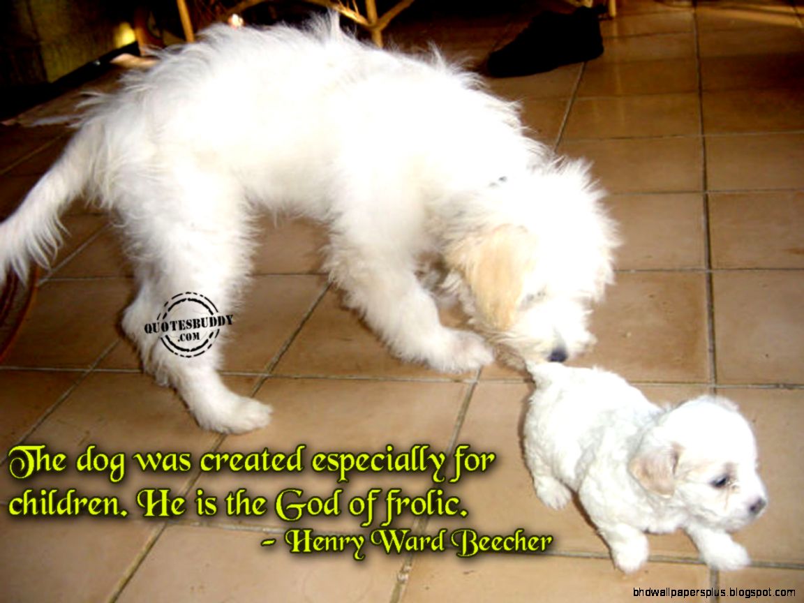 the best funny animals special   See Crazy