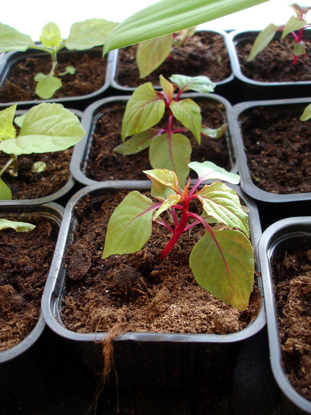 Tankar om och från min trädgård.: tuppkam celosia argentea ...