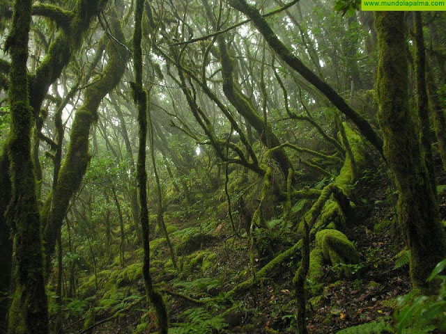  Transición Ecológica saca a consulta pública la Ley de Biodiversidad y de Recursos Naturales de Canarias