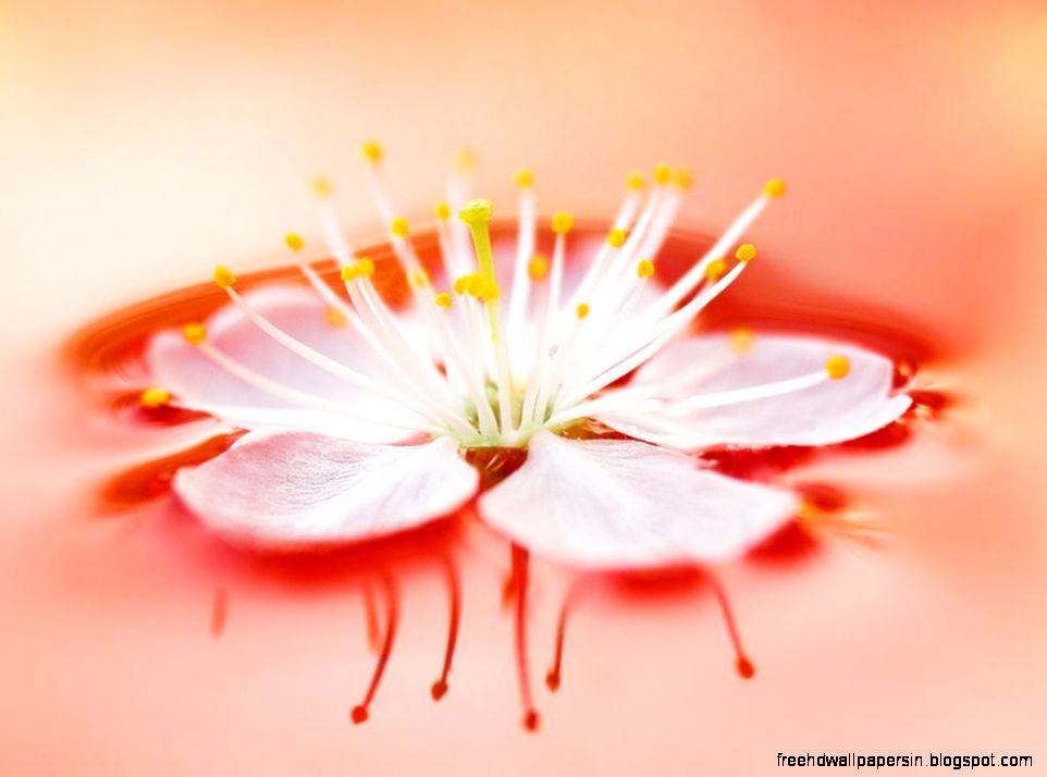 Desktop backgrounds  Computers  Windows 7  Flower Desktop