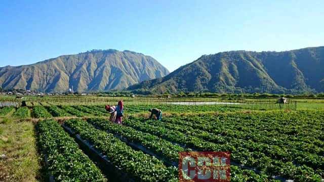 25+ Inspirasi Keren Kata Kata Lucu Tentang Petani - Day Dreams About You