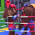 Демонстрационен боксов мач между... орангутани (видео)