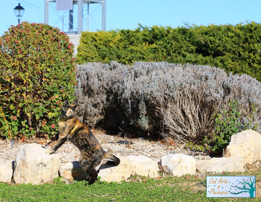 manualidades,gatos,mascotas,fotografía,foto,tiempo,libre,bloggers,blogs,salir,familia,