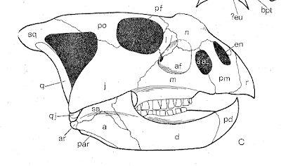 Bagaceratops skull