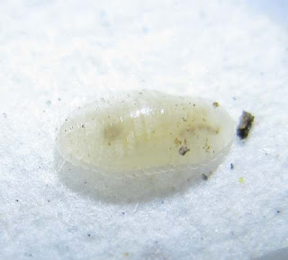 Parasitic millipedes of termites