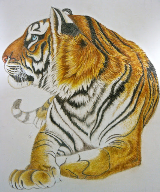 Los Dibujos de Roseta: Tigre de Bengala- A falta del fondo