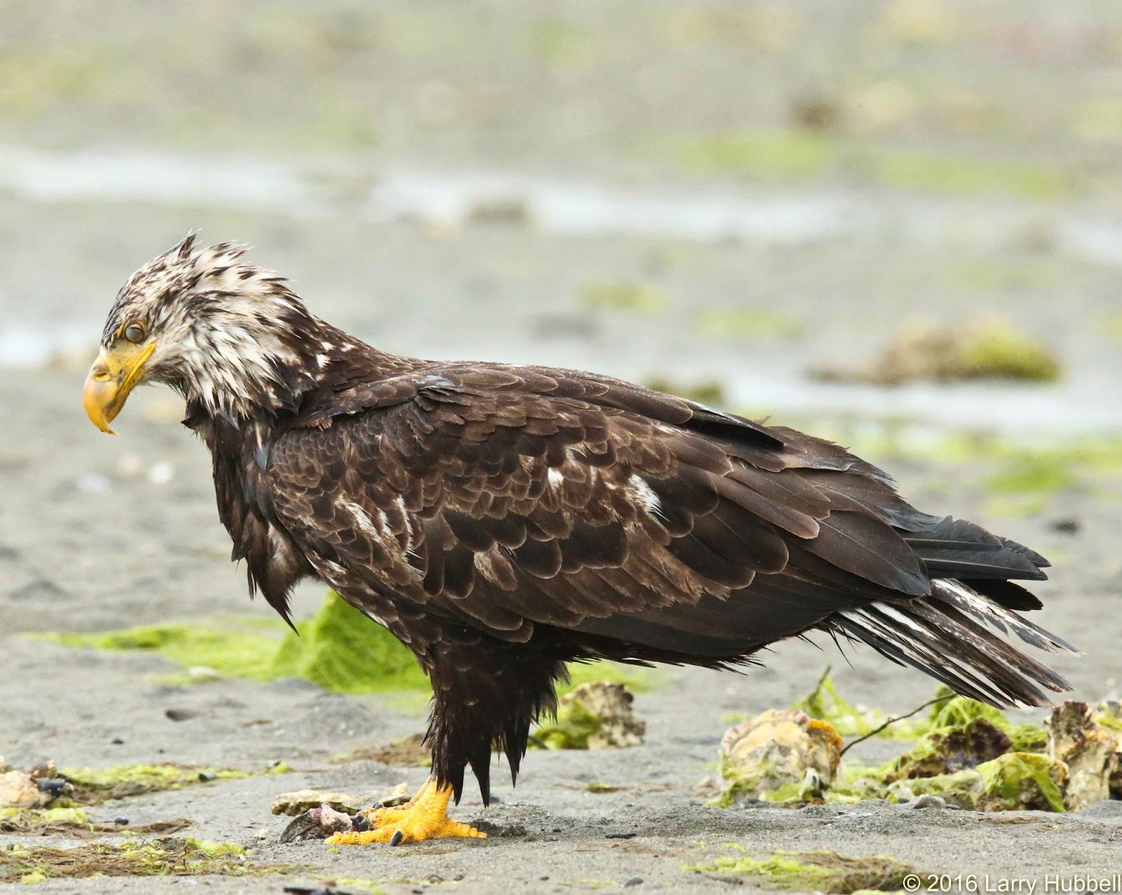 Aging Bald Eagles In Flight vrogue.co