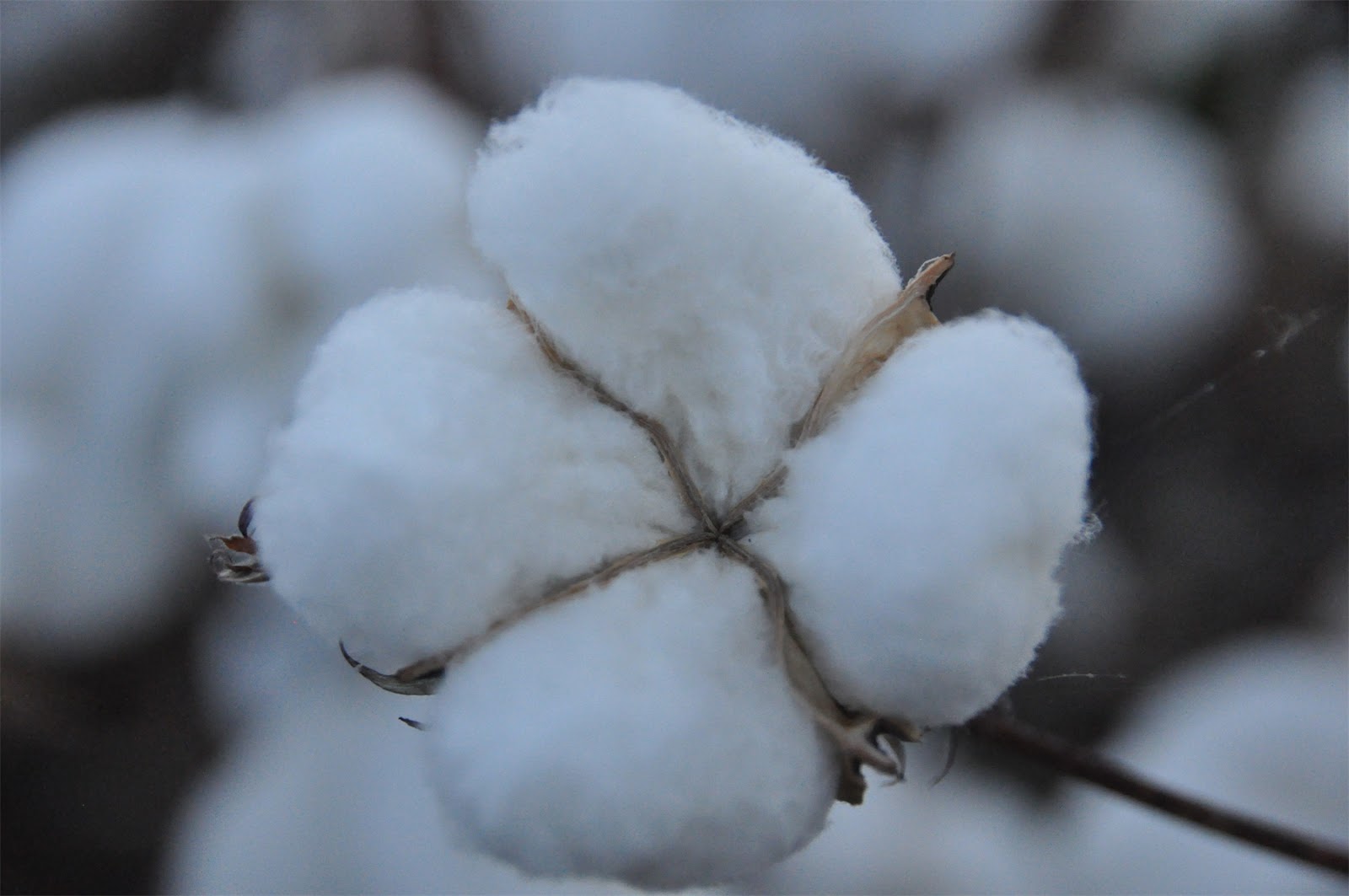 Imagery from Life A cotton boll
