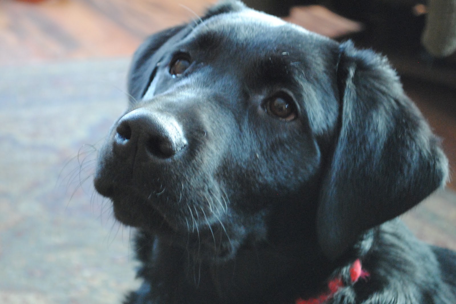 Dog Wallpaper: Cute Black Lab Puppies high resolution