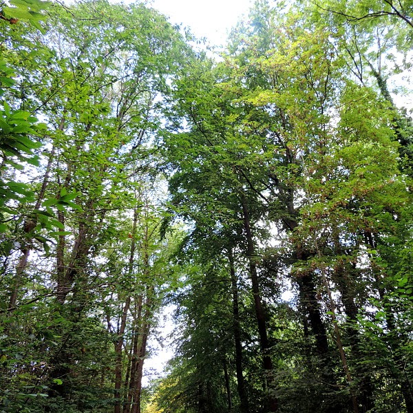 Balade en foret (Rueil-malmaison)